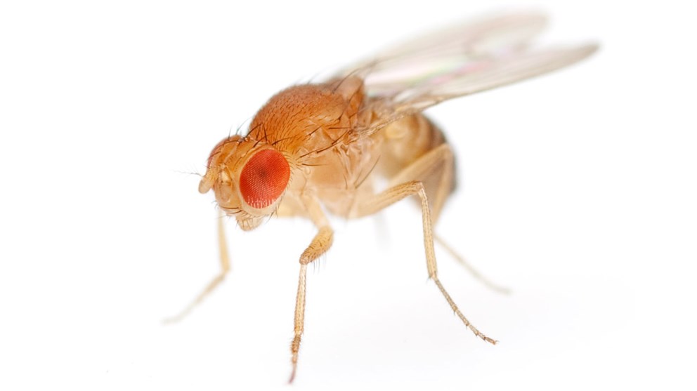 <strong>Fruit fly</strong><p>Picture/Credit: Antagain/istockphoto.com</p>